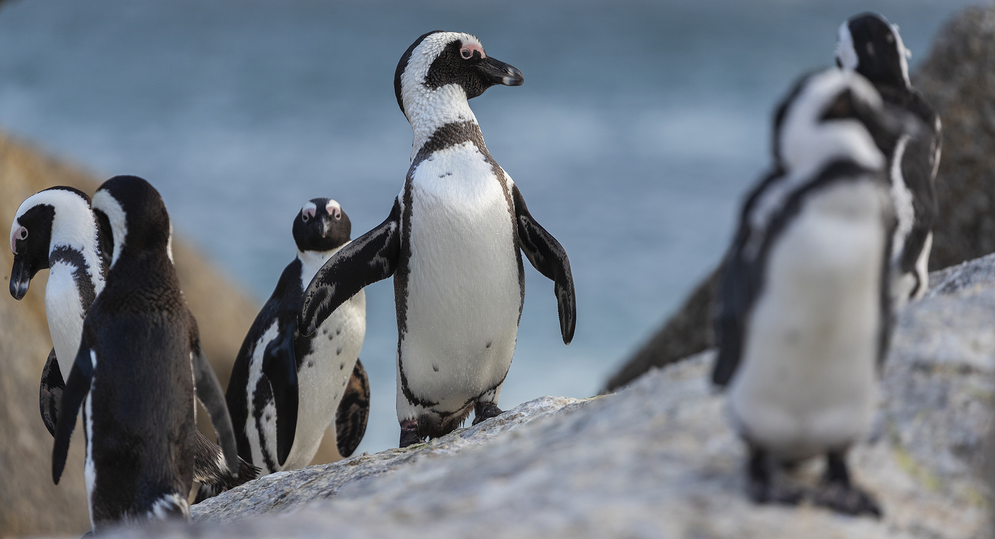 African penguins are heading towards extinction – here’s how we can save them