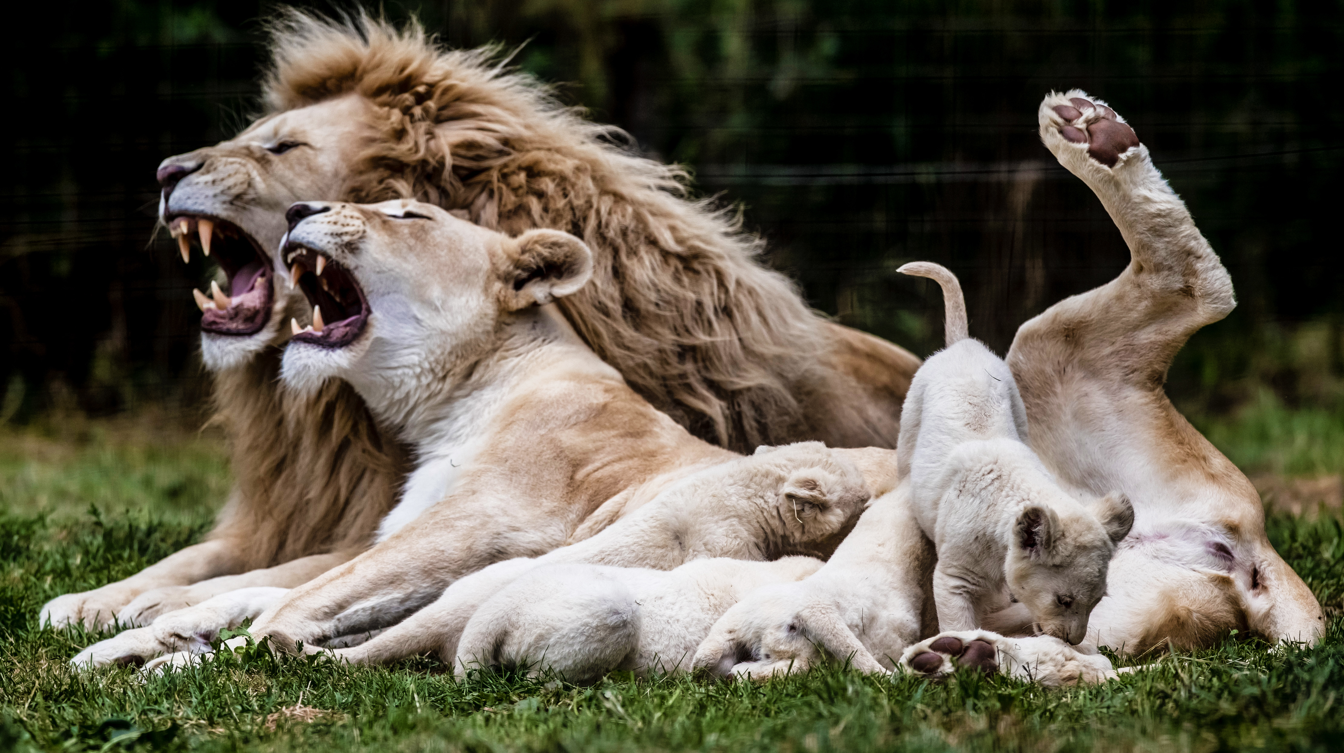 Kruger Lions: Hunting for Skye and the truth