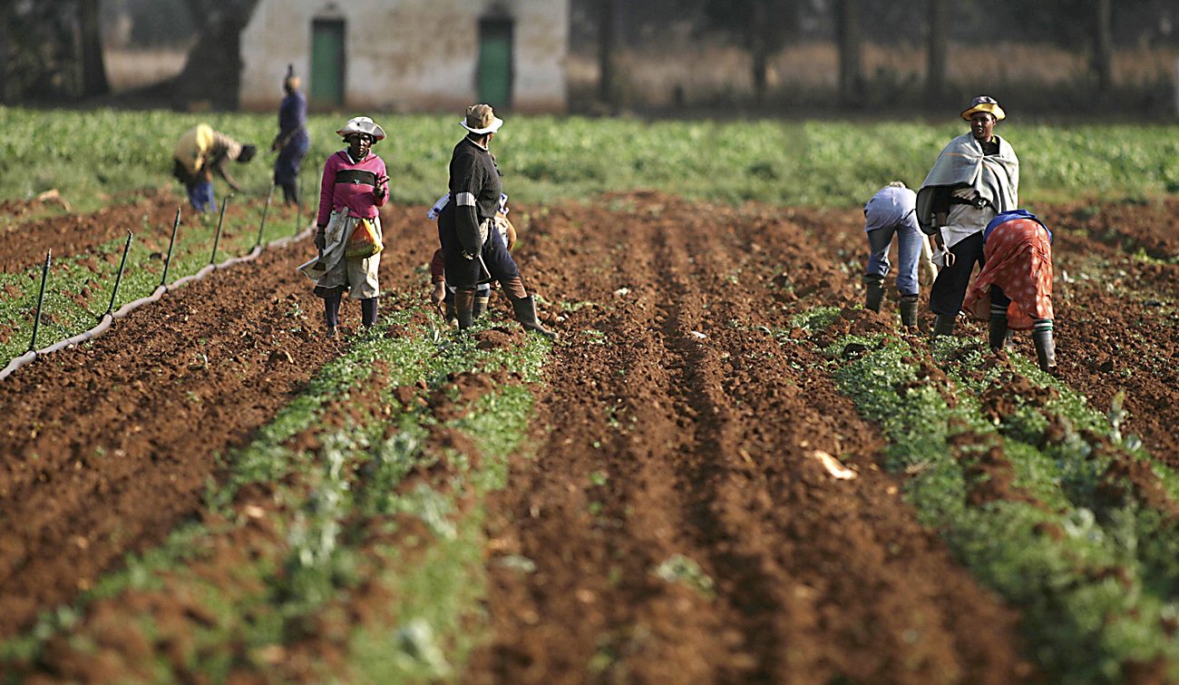 Land reform has regressed under ANC, academics say