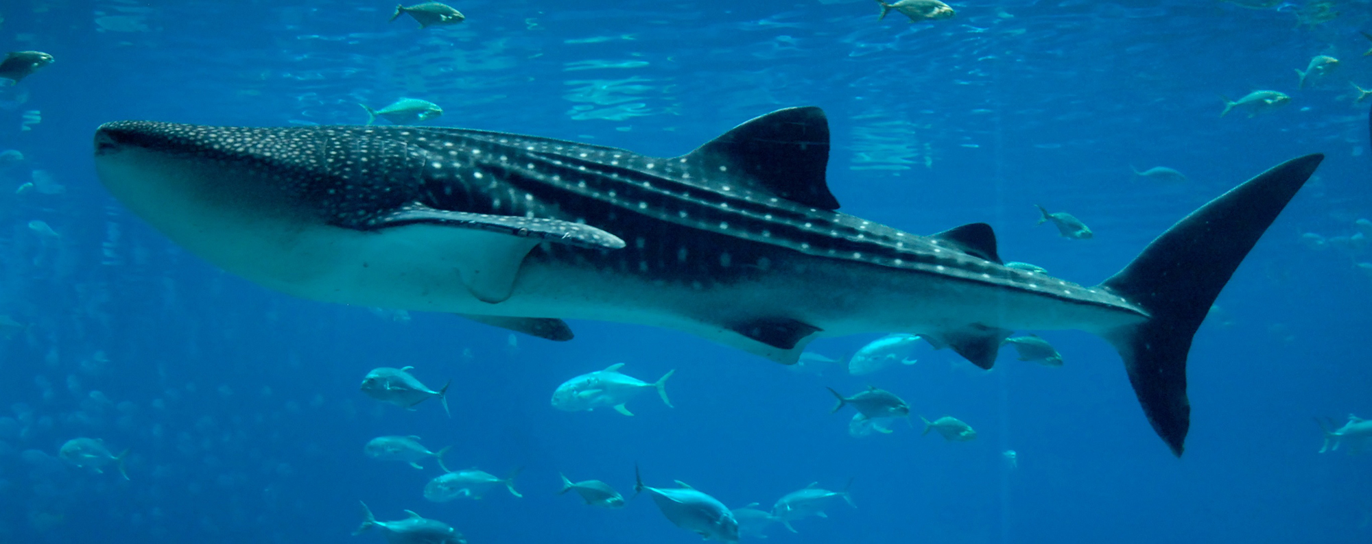 In deep: From barbel fishing to basking sharks