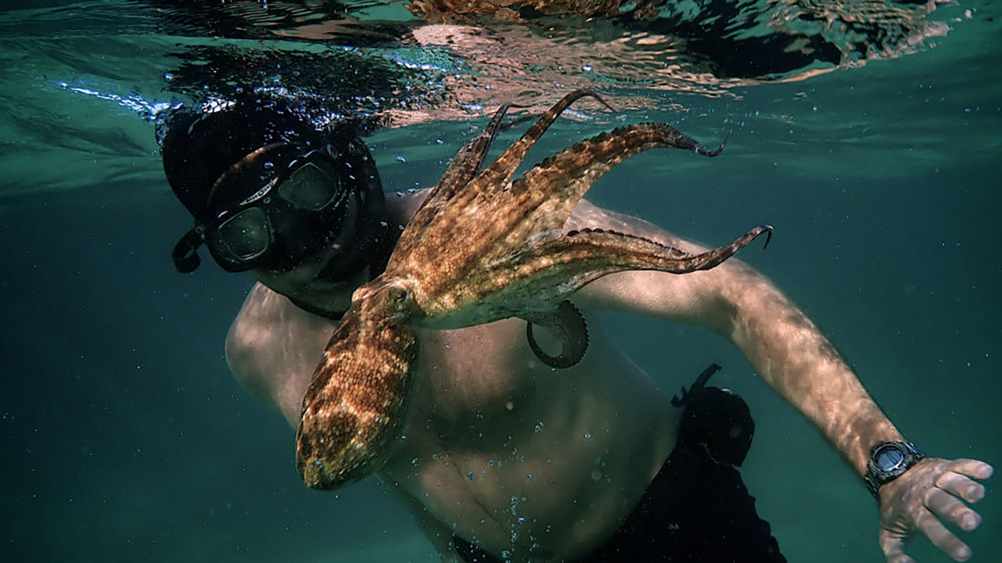 Joy and ‘disbelief’ as ‘My Octopus Teacher’ gets its tentacles around Oscar – and makes history