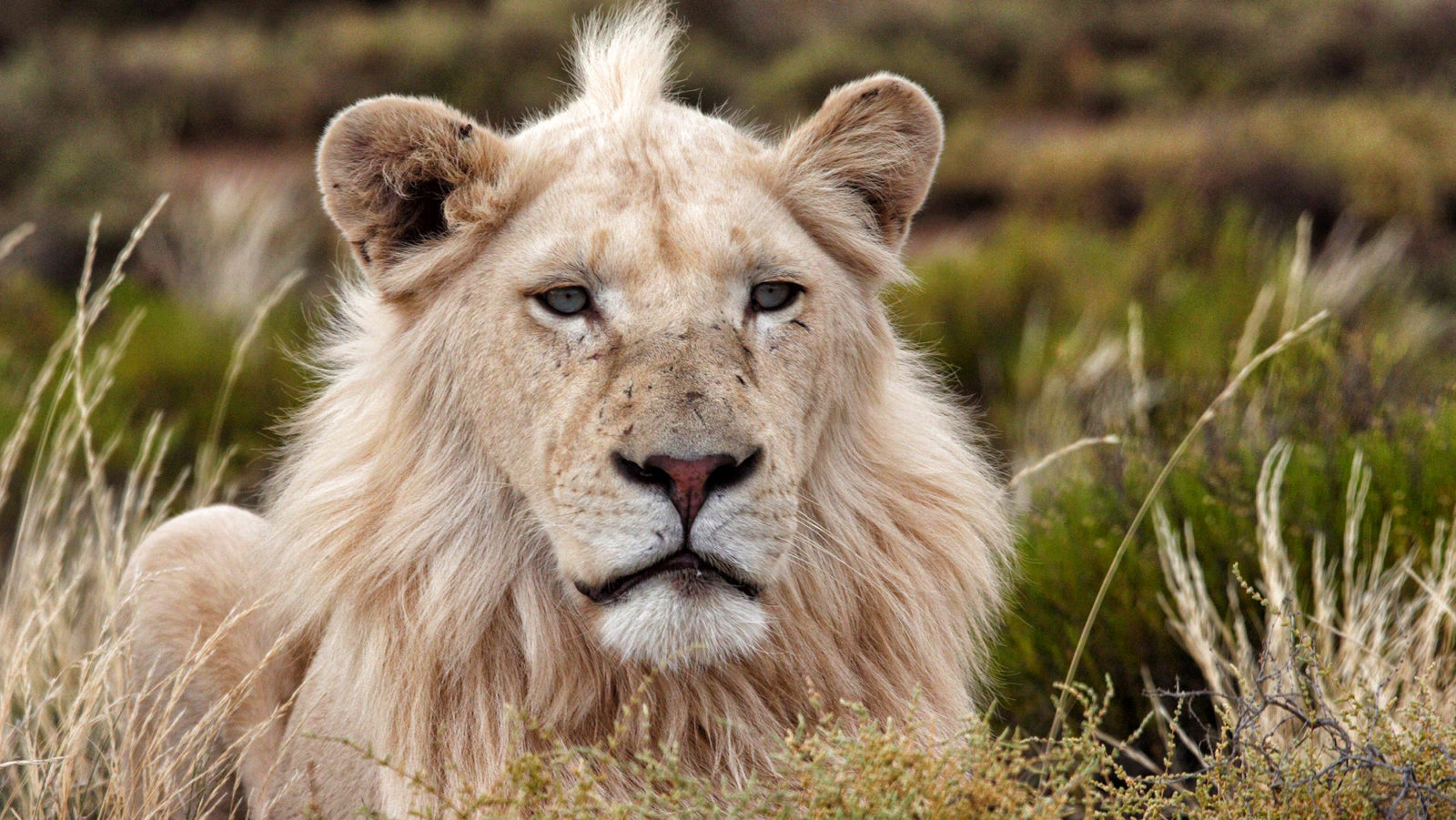Trophy Hunting, Part Three: Not quite the end of the game