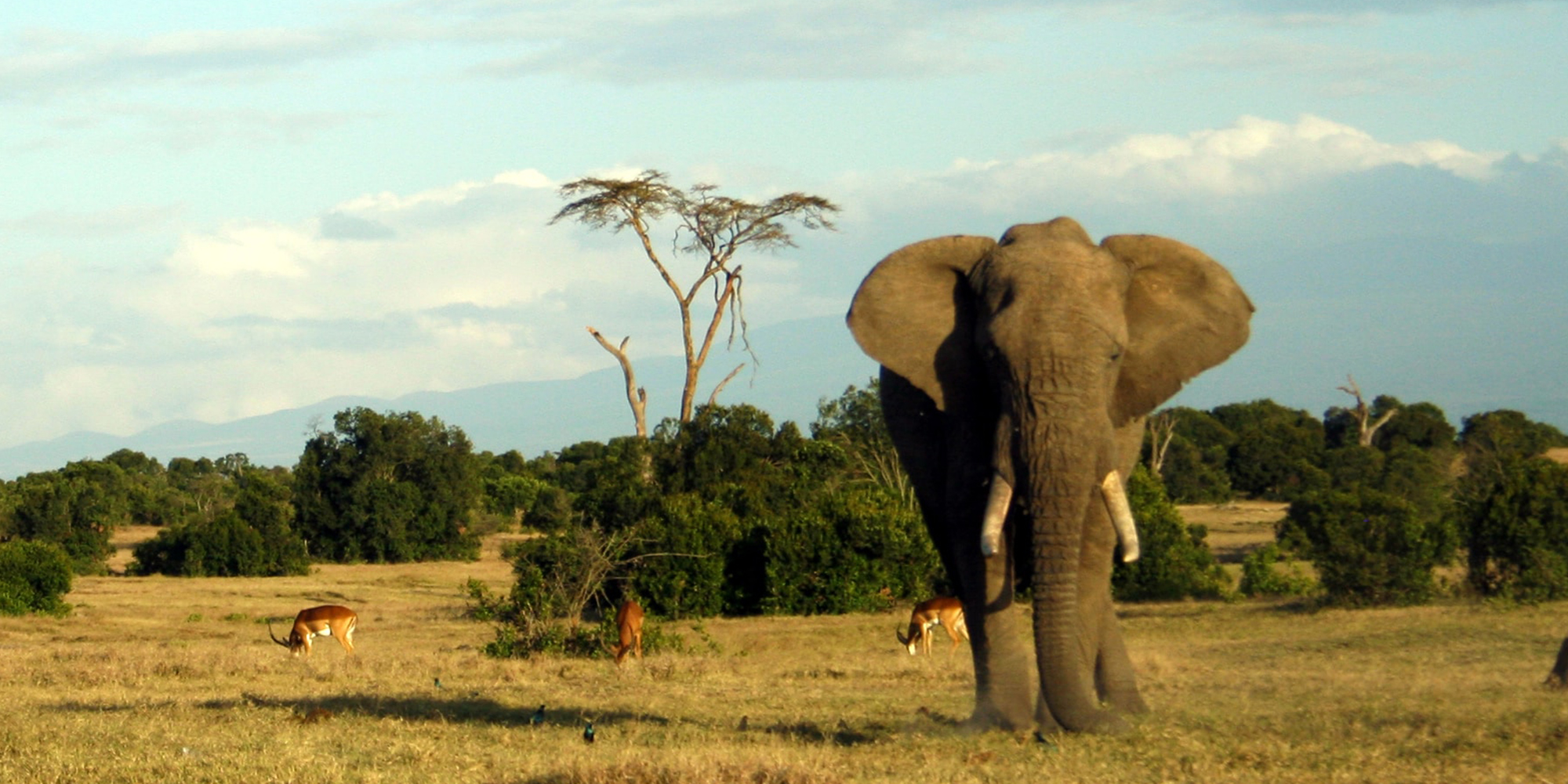 Top international biologists and planners call for an end to elephants in captivity