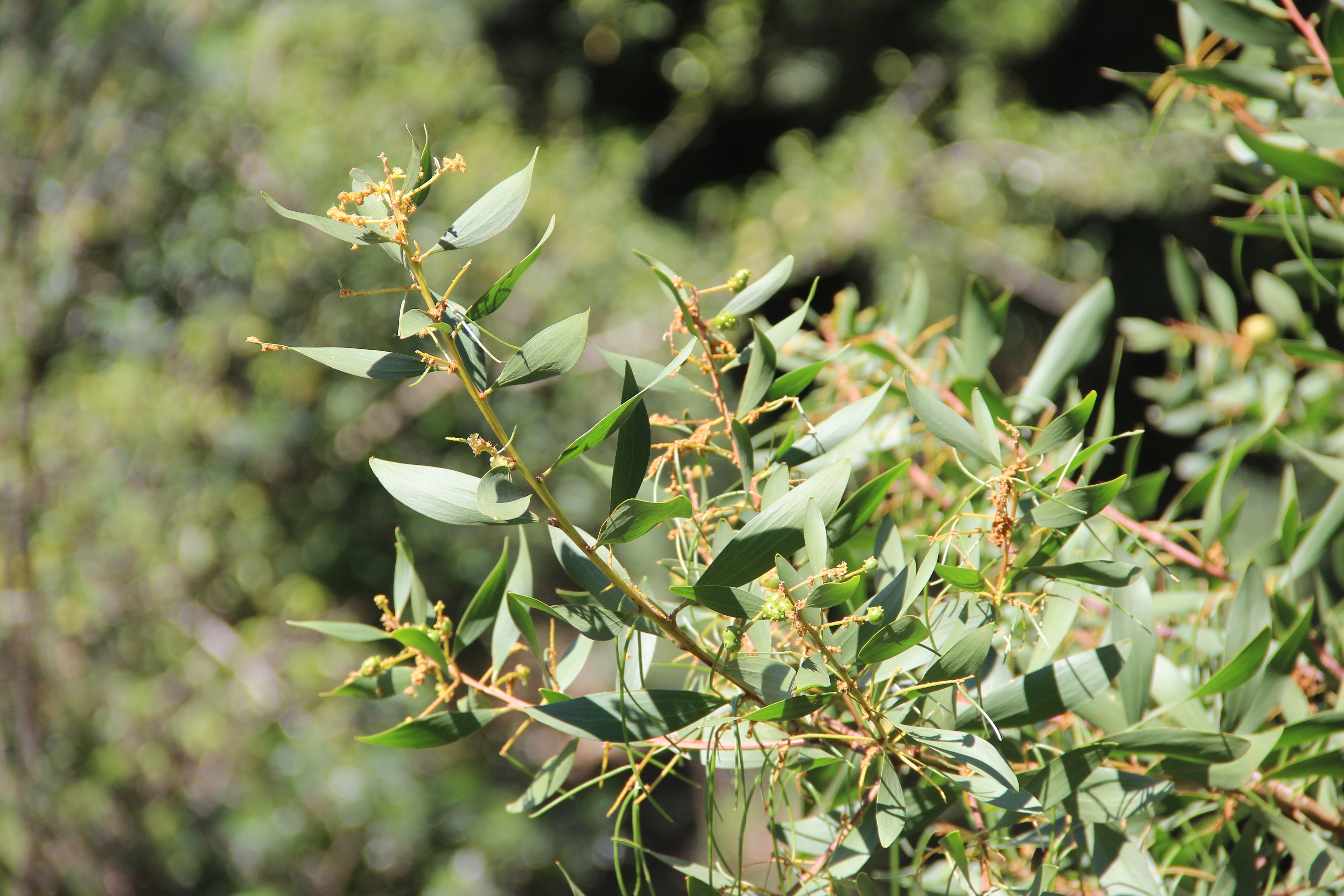 One in seven plants and animals in SA threatened with extinction, new report shows