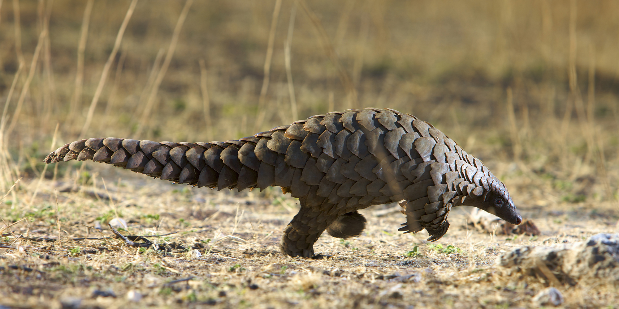 China’s mixed messages on wildlife trade since Covid-19