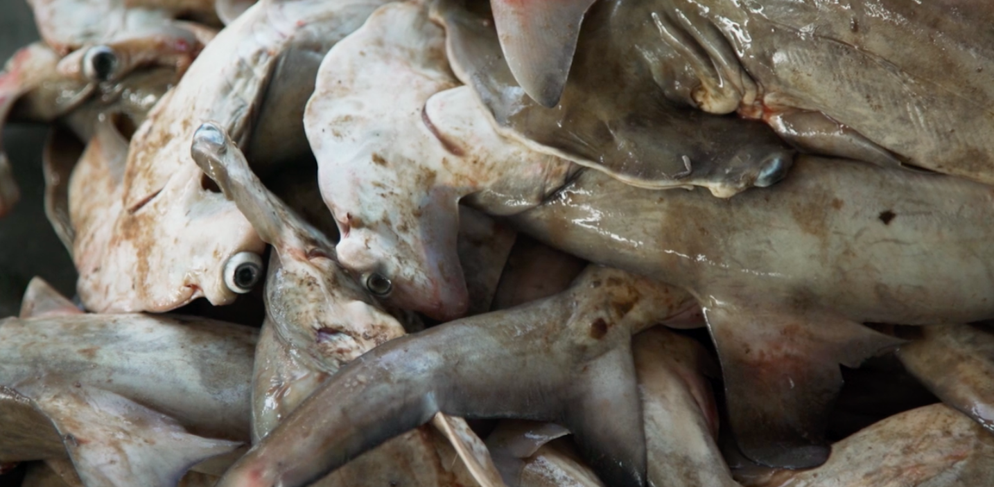 Republic of the Congo cannot afford to lose its sharks