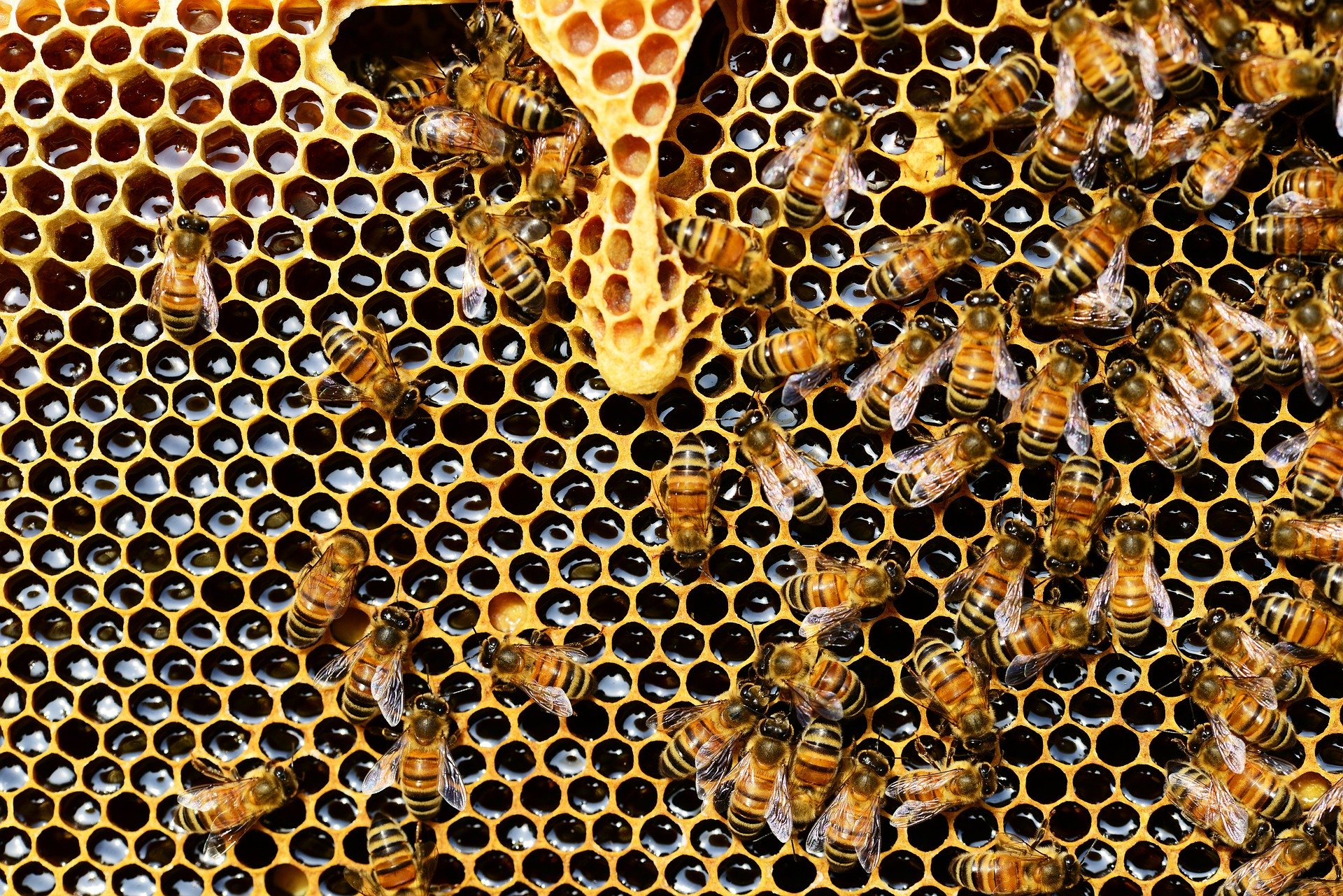 Sweet signs of the Secret Life of Bees