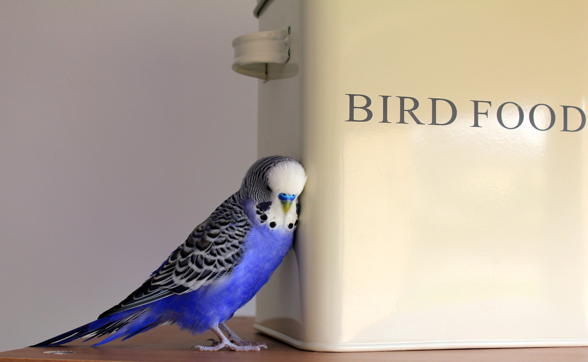 Cooking in lockdown isn’t entirely for the birds