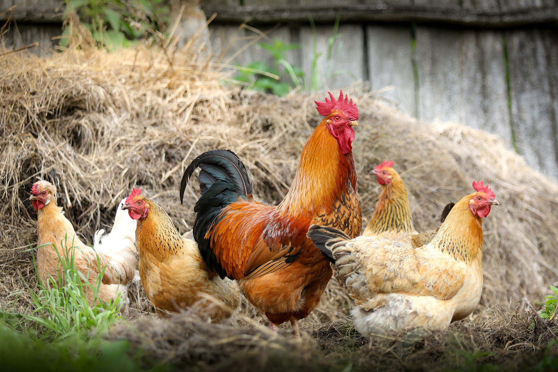 The Chicken and the Egg: Scenes from a Karoo stoep