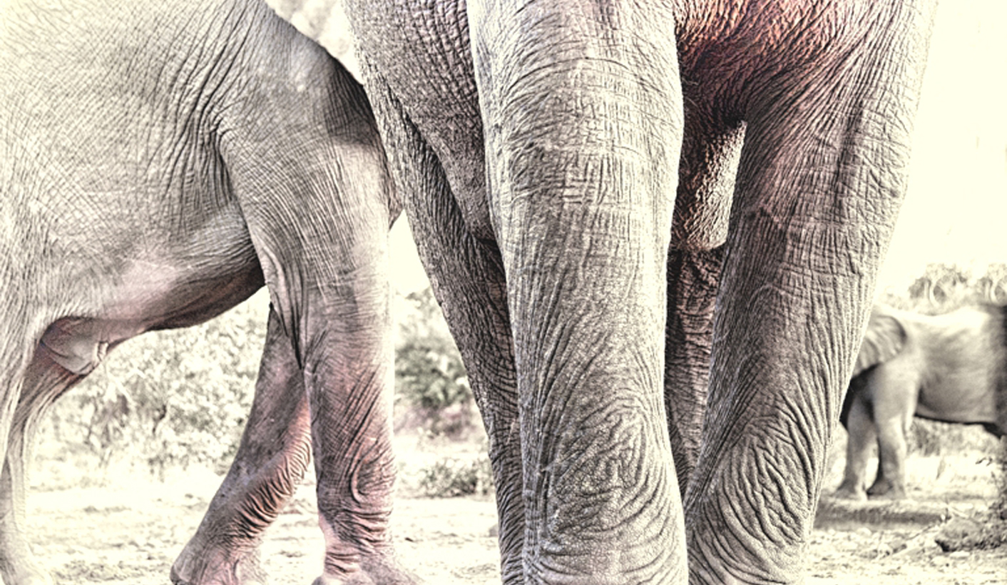 Hunting desert elephants for meat raises a storm – and denials