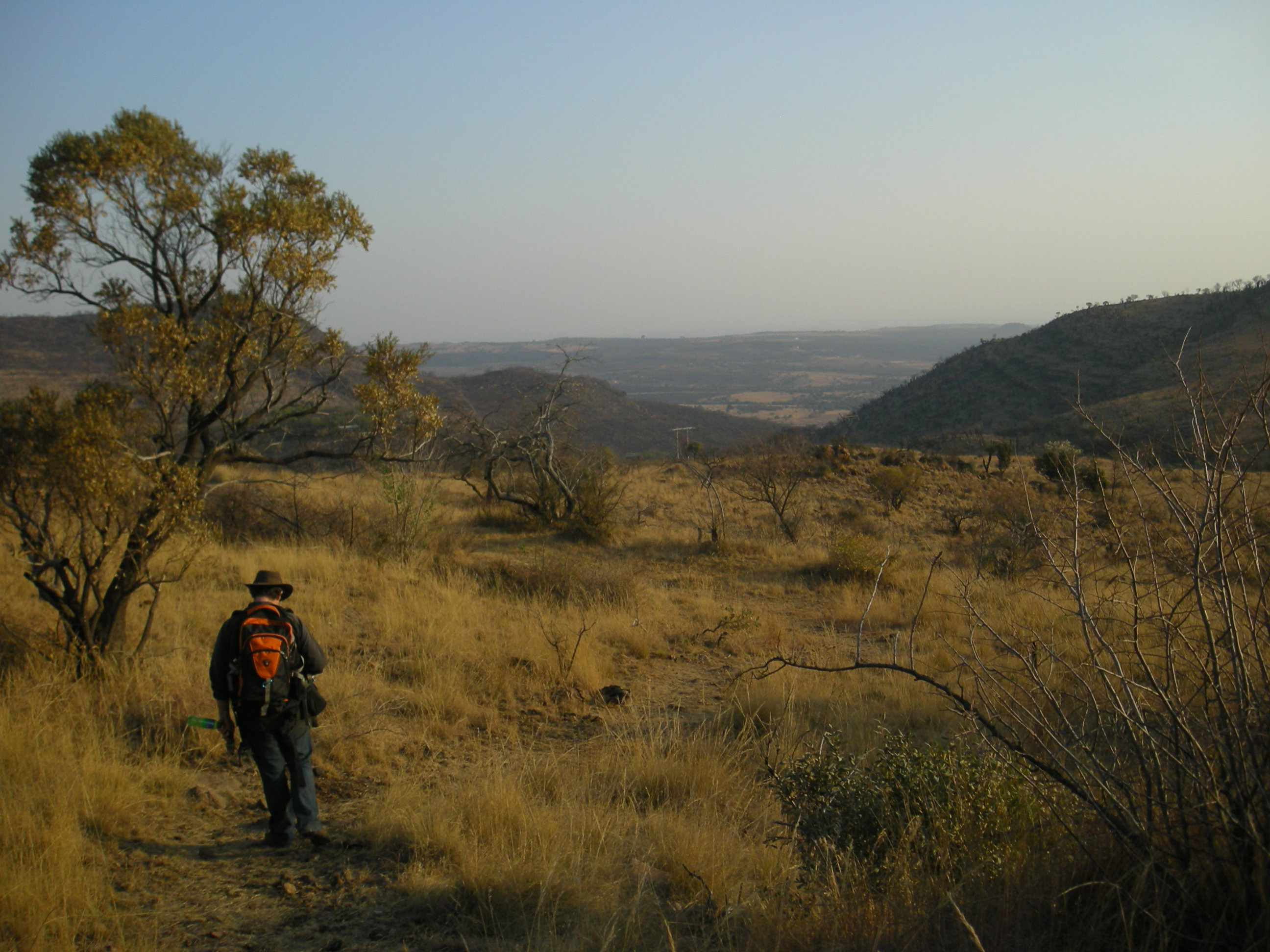 Africa’s Megaherbivores succumbed to declining woodlands, new research shows