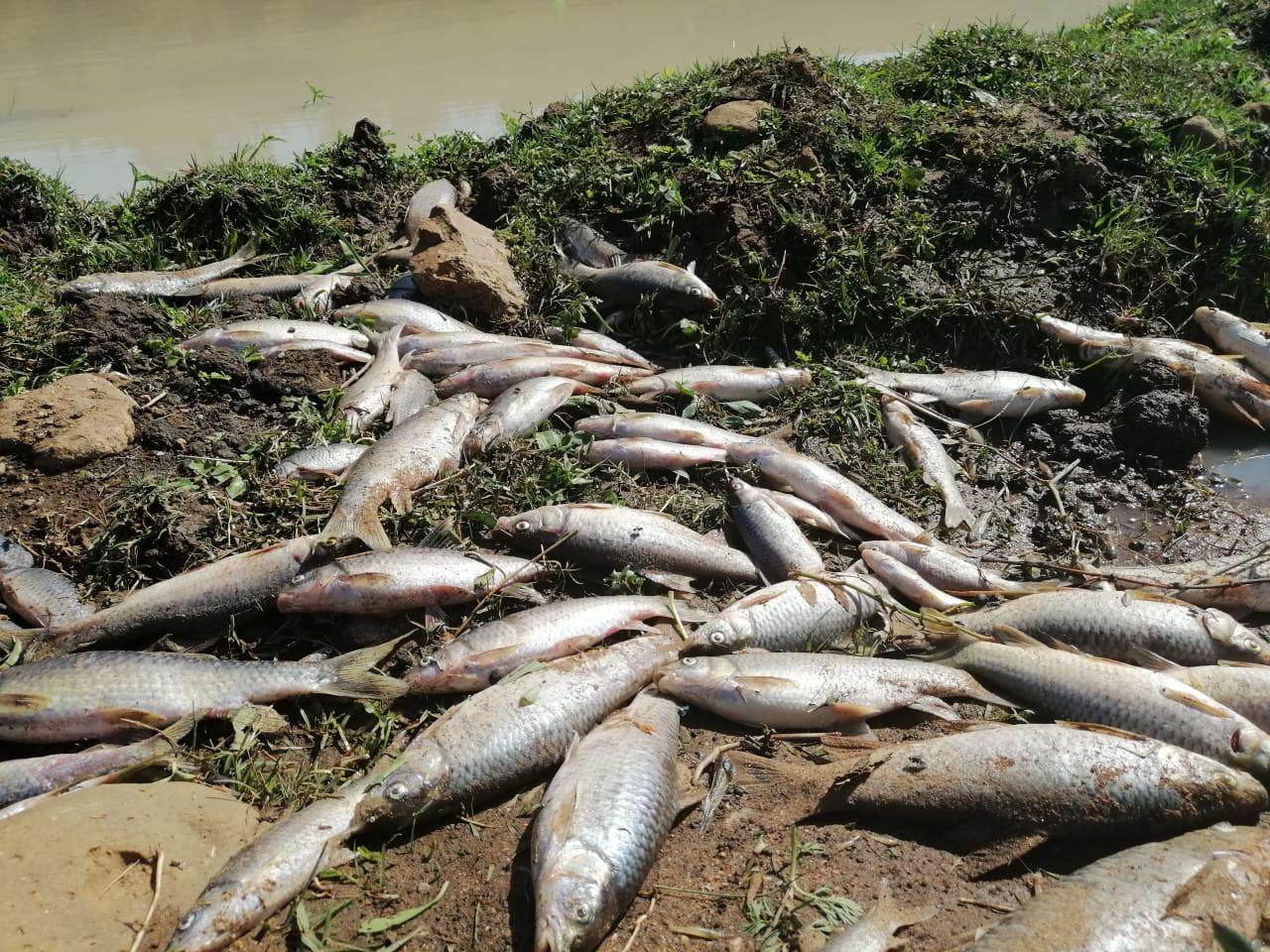 Disaster fund needed to clean KZN river spill
