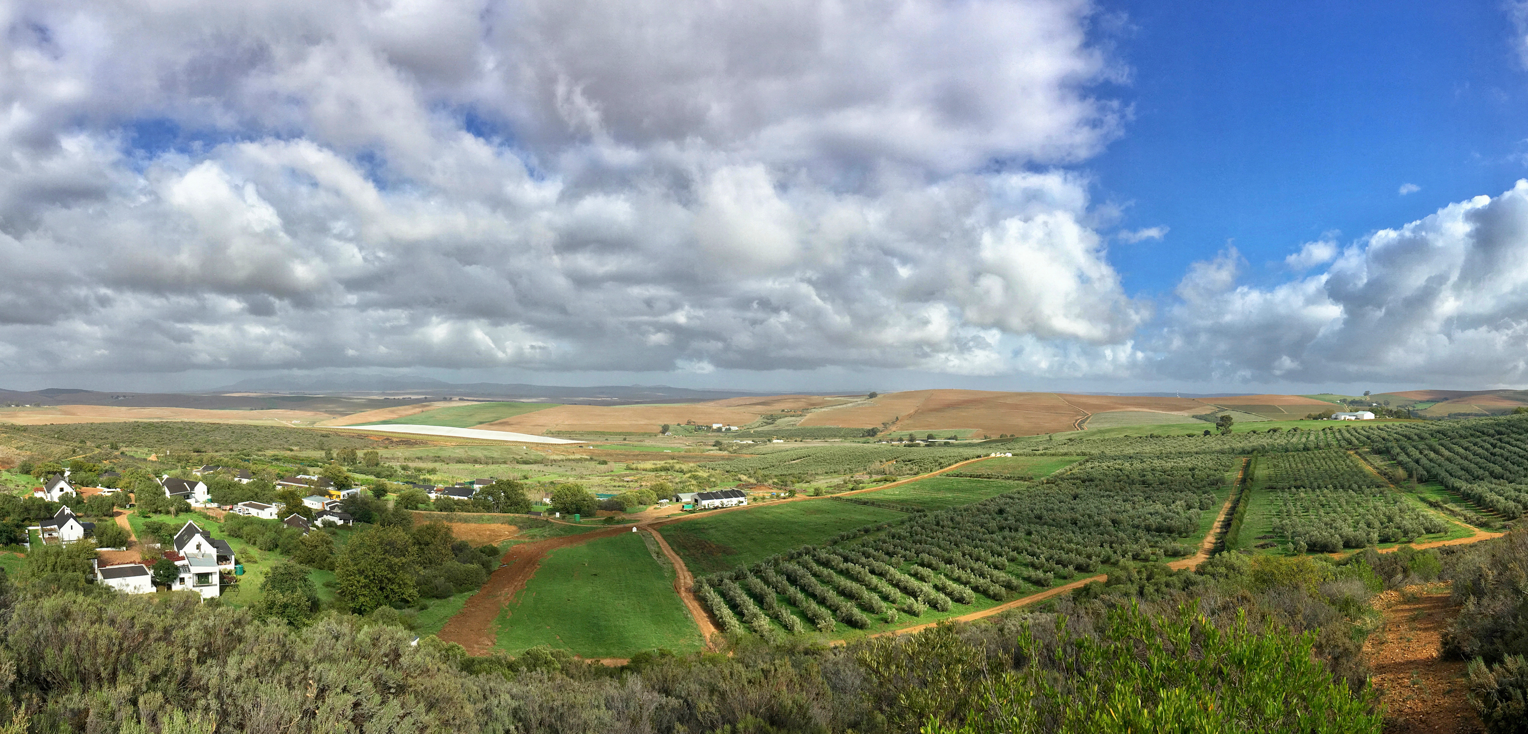 Goedgedacht, a South African success story