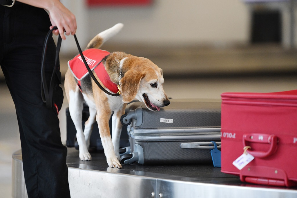 Move over corgis, Meghan's beagle joins the British royal family