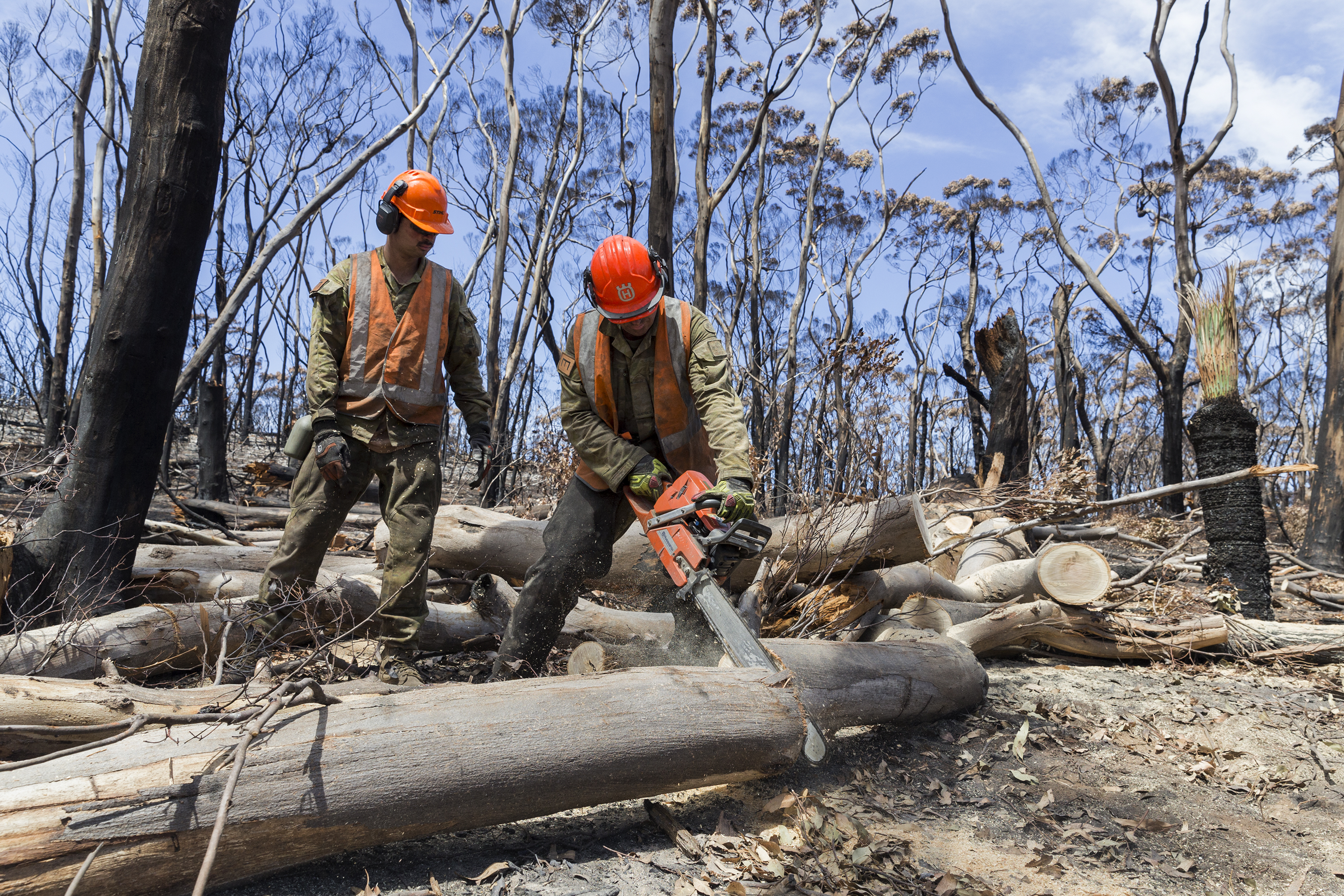 UK's Kew Gardens to help protect Australia's plants after wildfires