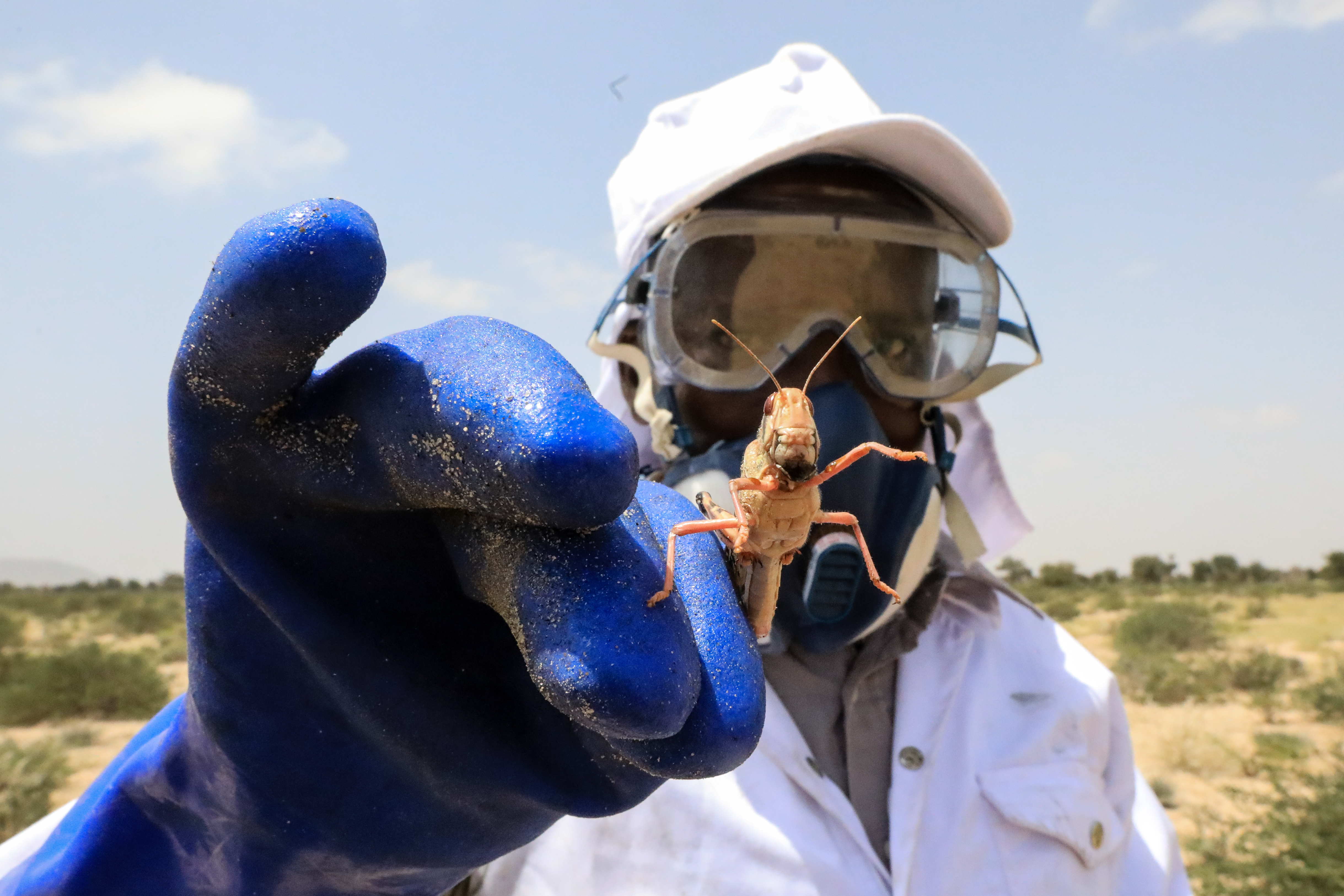 East Africa locust swarms gather as coronavirus curbs delay pesticides