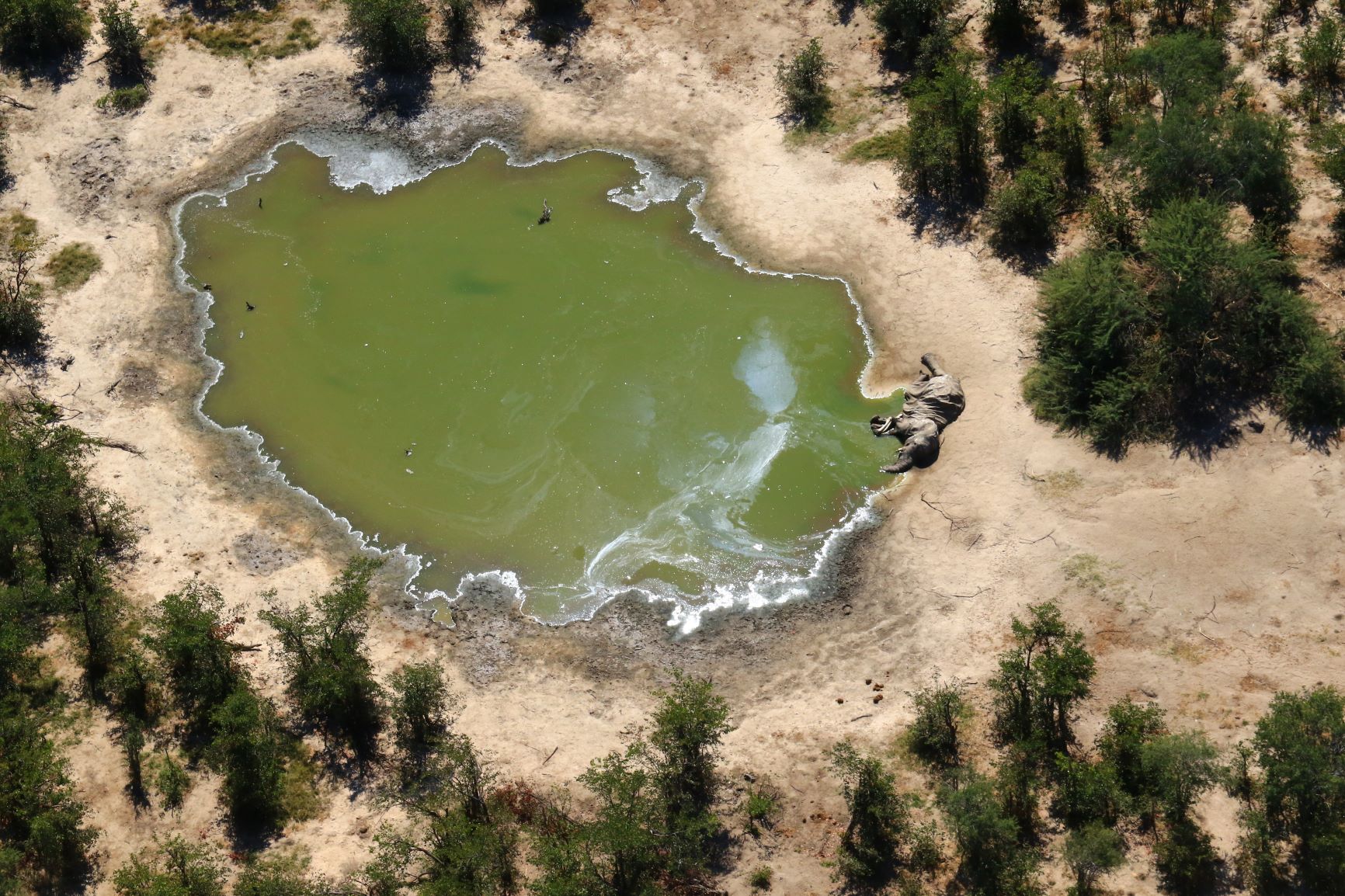 Botswana gets first test results on elephant deaths