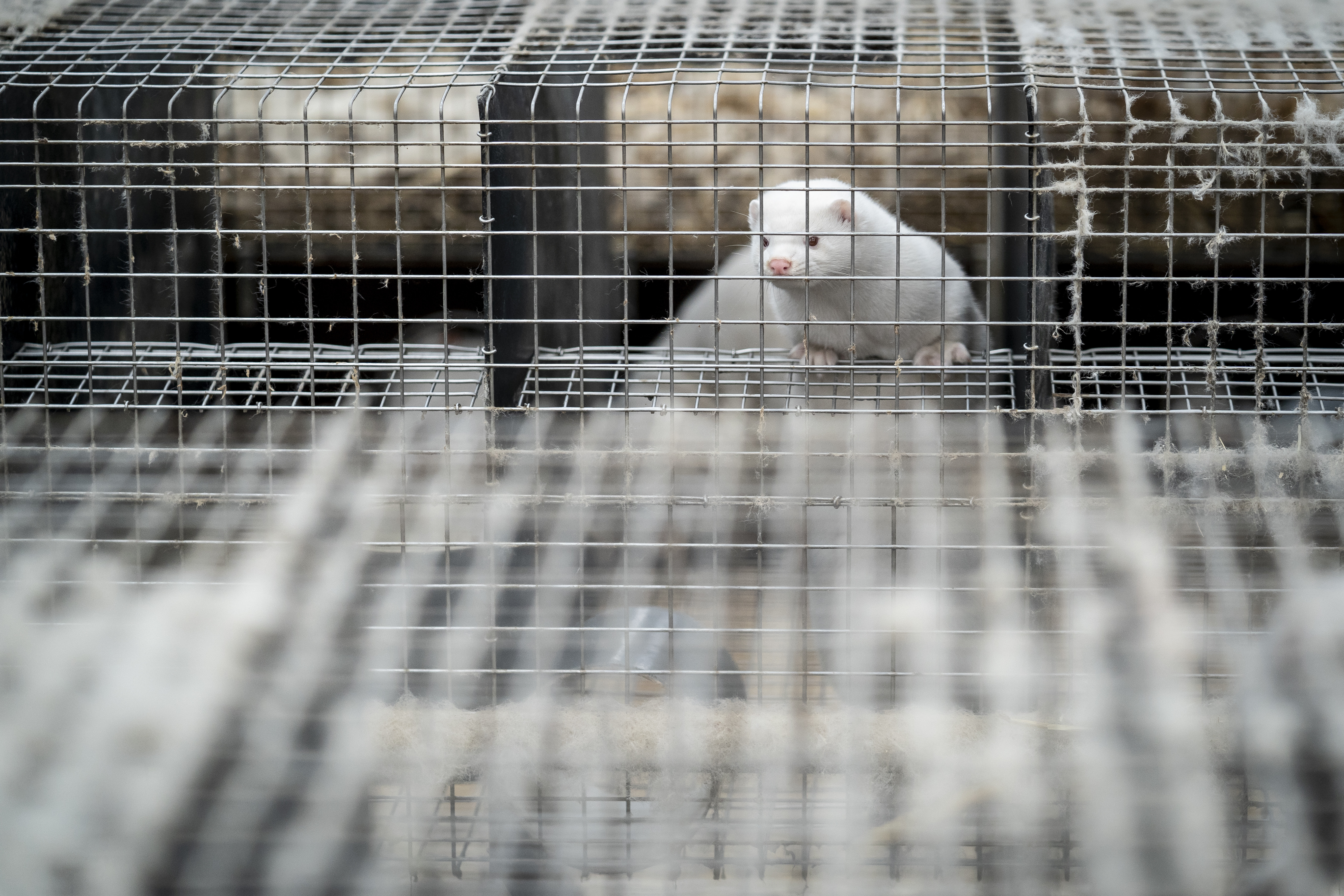 WHO looks at mink farm biosecurity globally after Danish coronavirus cases