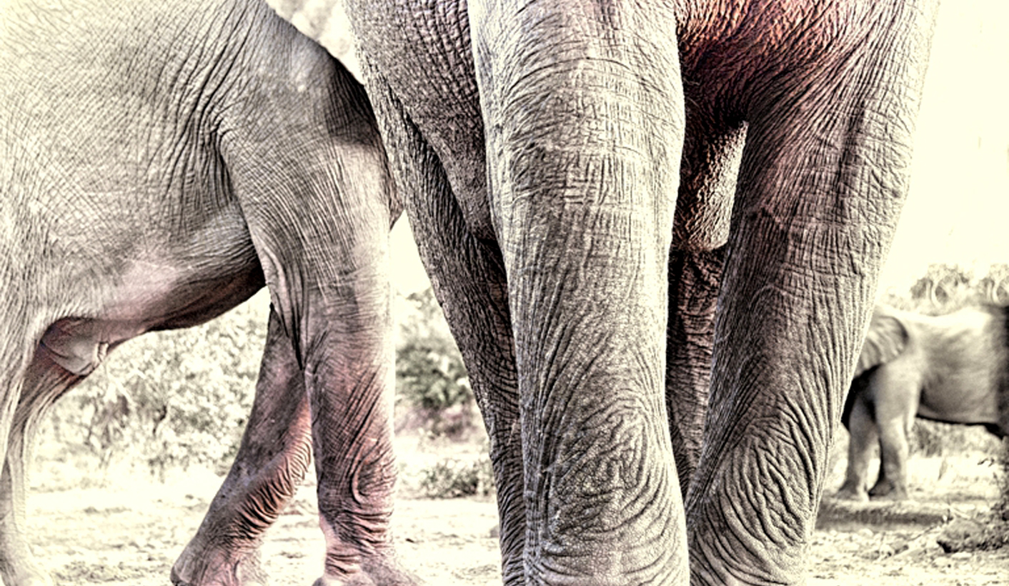 Op-Ed: Molewa takes aim at wild elephants