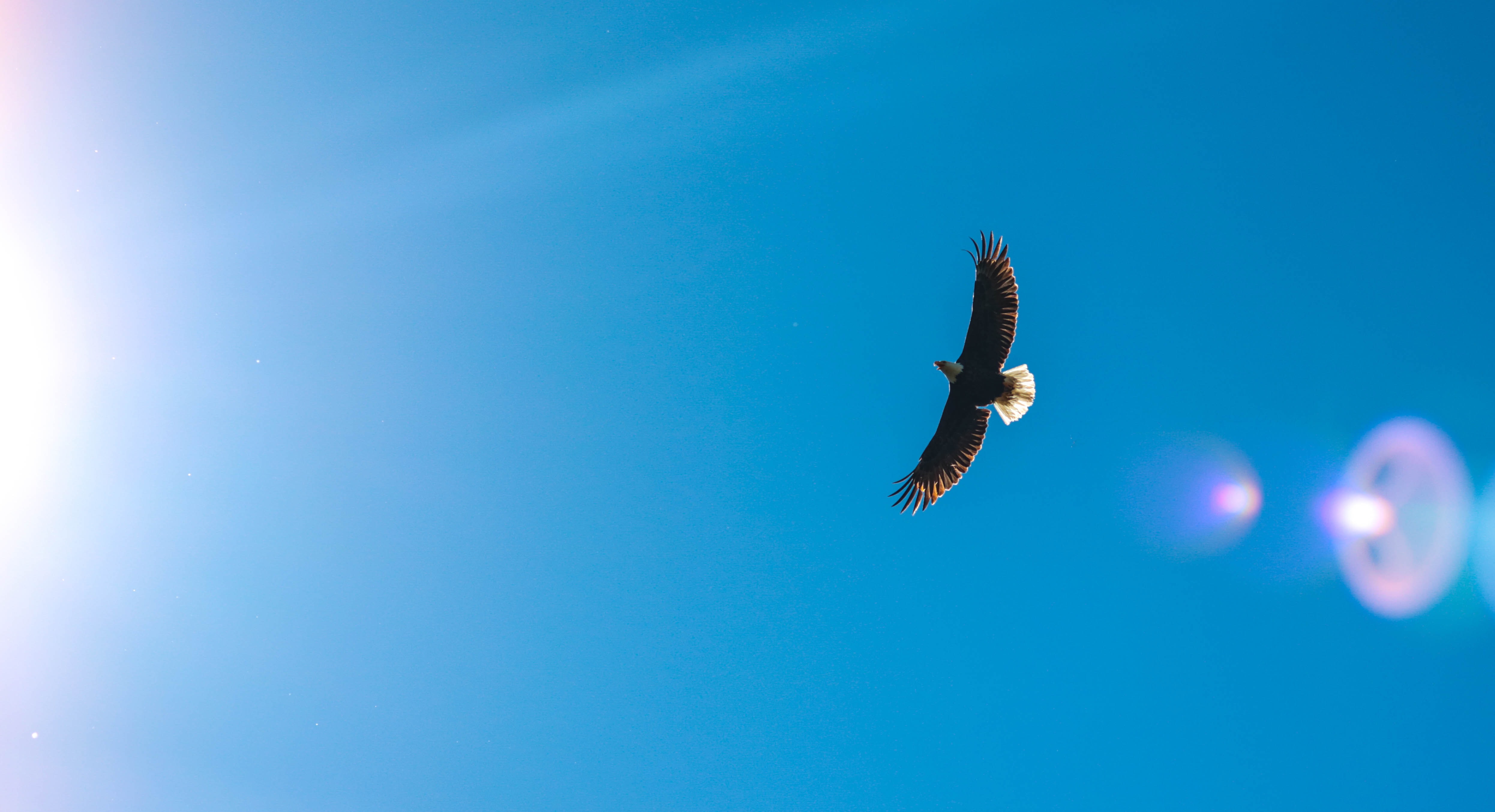 Digital Nomad: Fly like an eagle