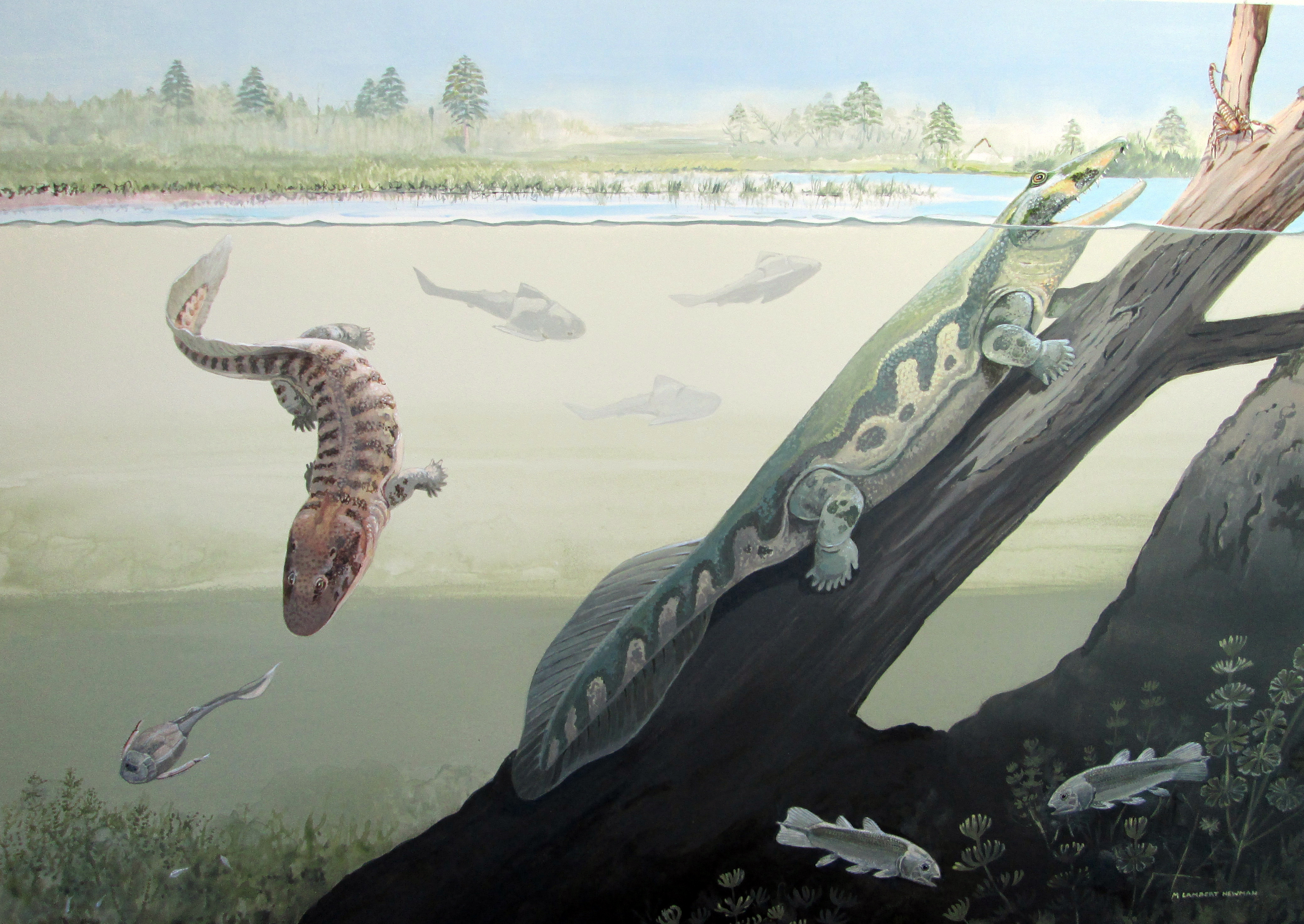 One giant step for man as species stepped out of the water