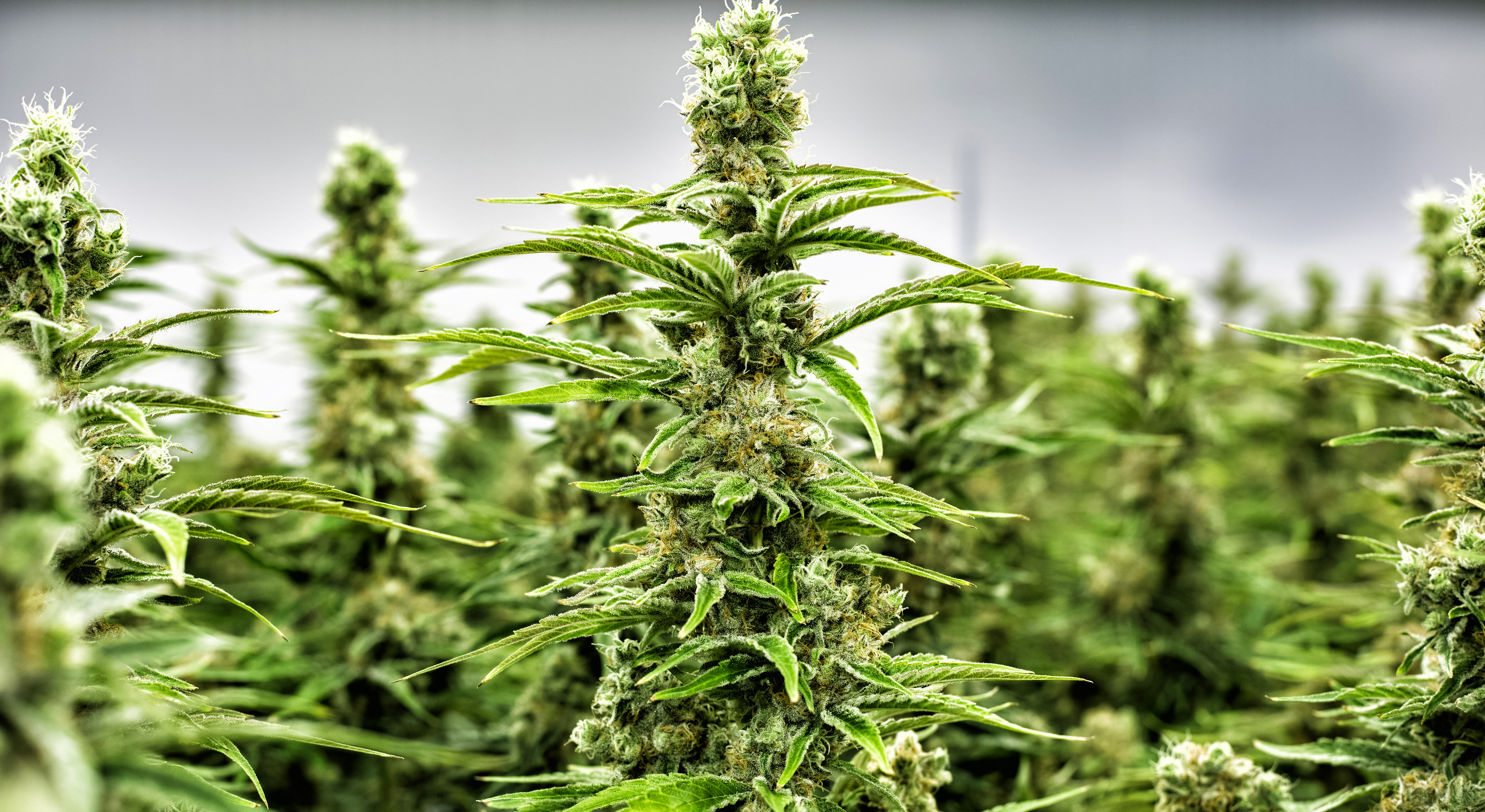 Cannabis legalisation: An open letter to the ConCourt