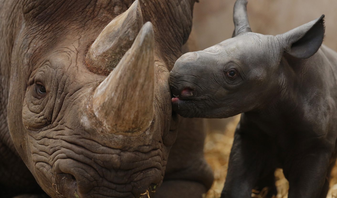 Rhino poaching: It’s war!