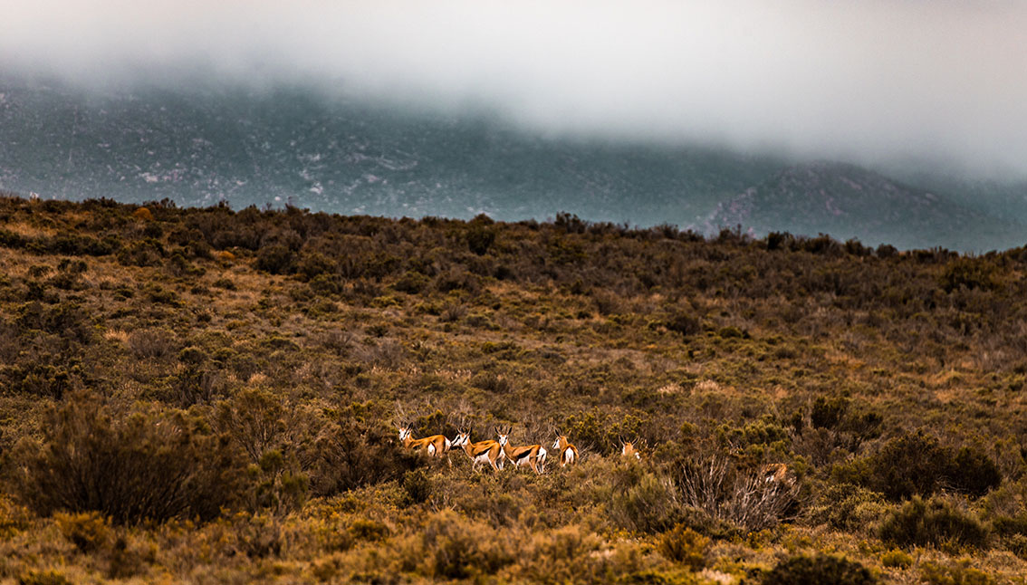 Oom Bulletjie and the Secrets held by Karoo Mountains