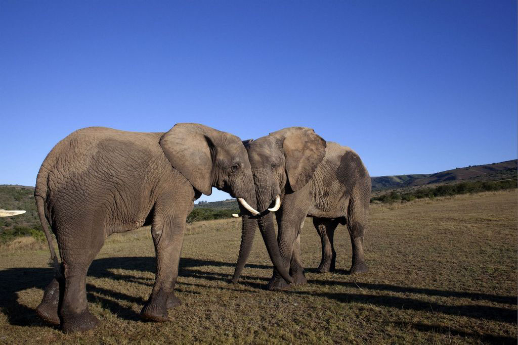 Let’s aim sky-high and create millions of tourism jobs – here’s how, Mr President