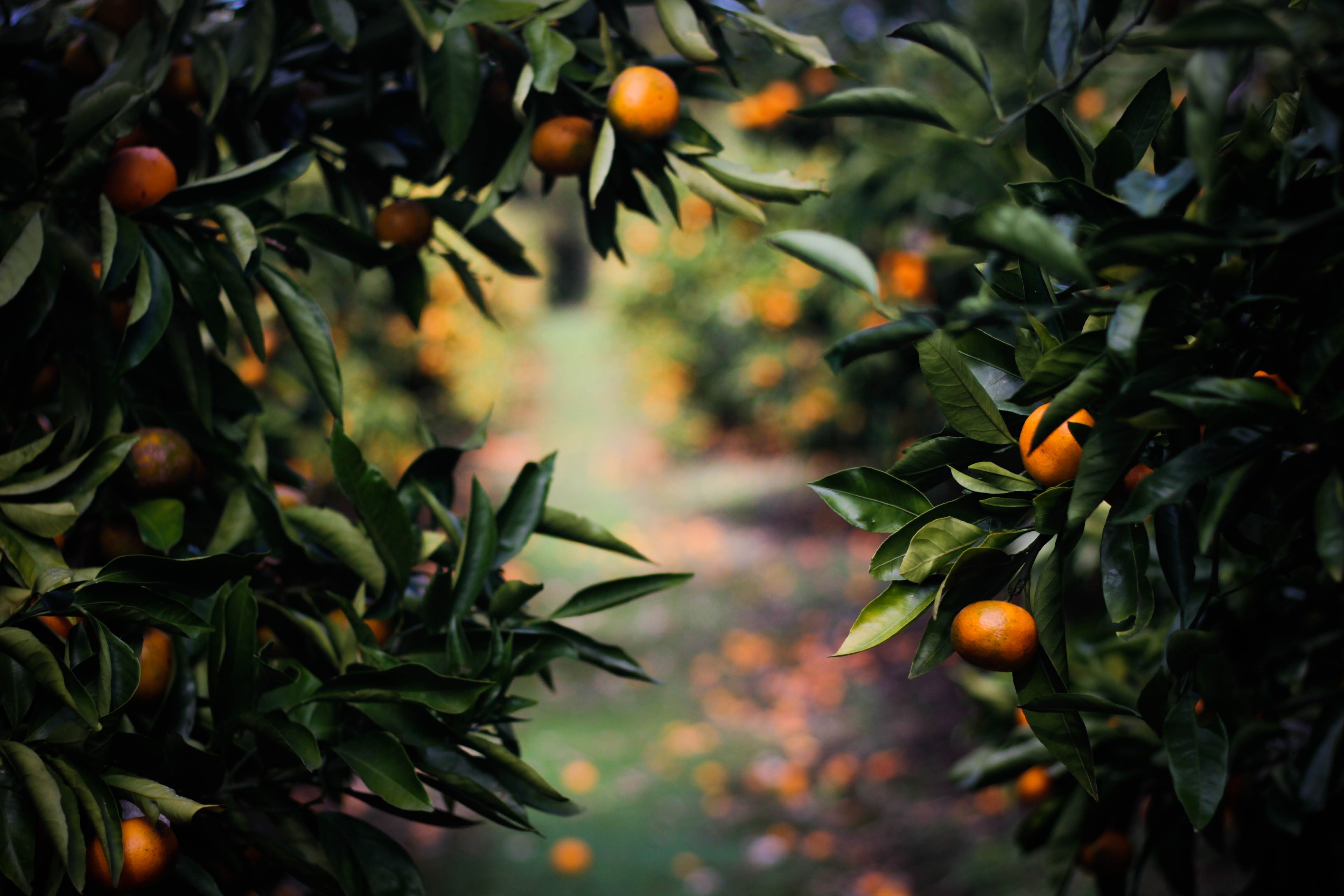 Grow trees – they will add dimension, stature, shadows and interest to your life