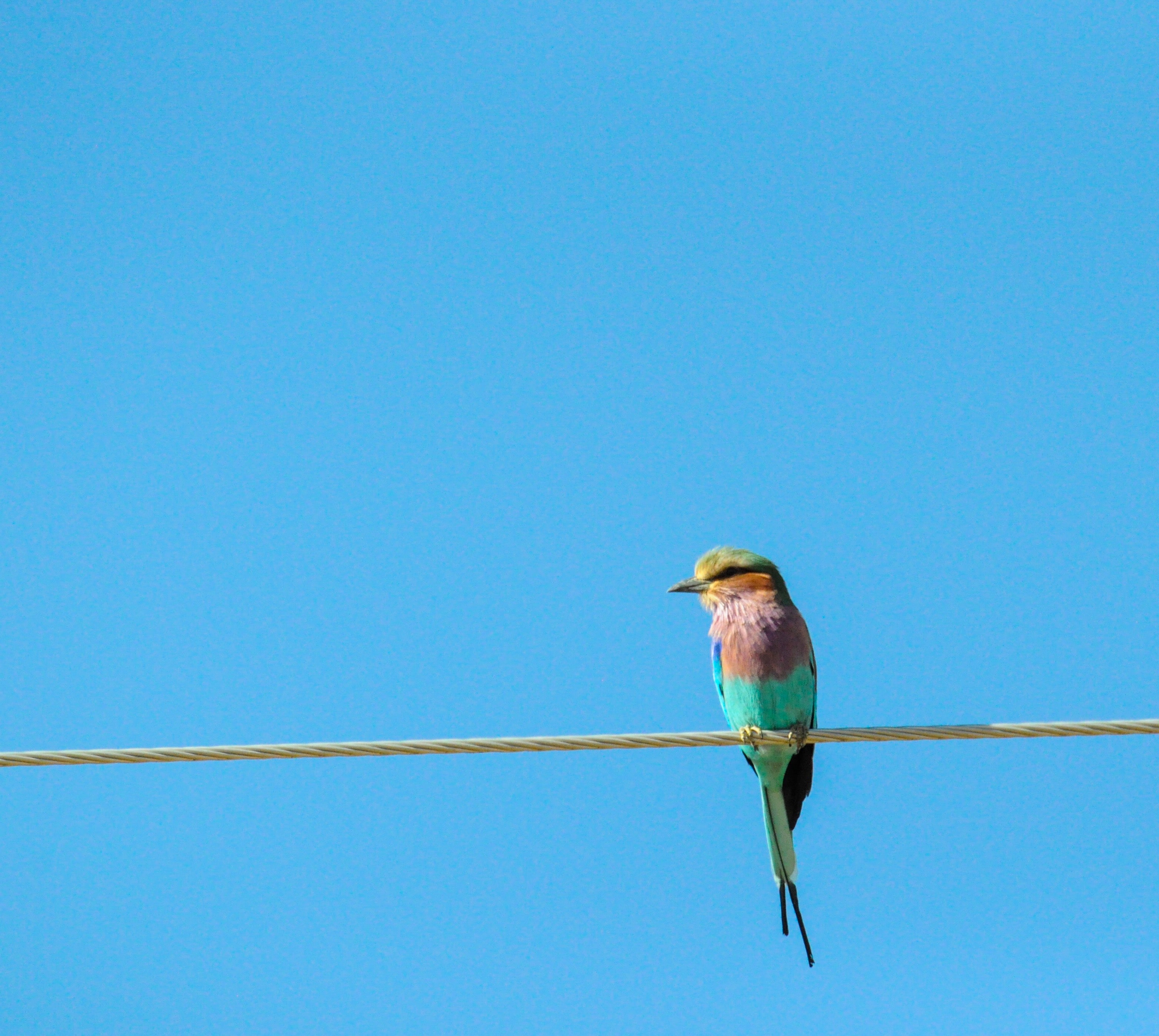Our debt to birdsong