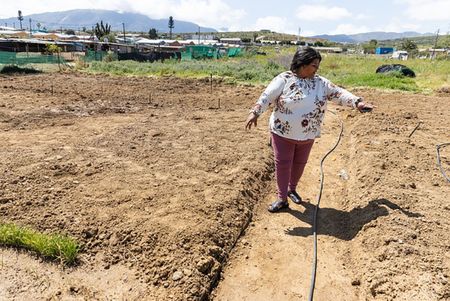 From bountiful harvest to soggy nightmare — Citrusdal farmers devastated by floods