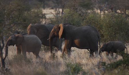 Home-grown corruption is killing Africa’s rhinos and elephants