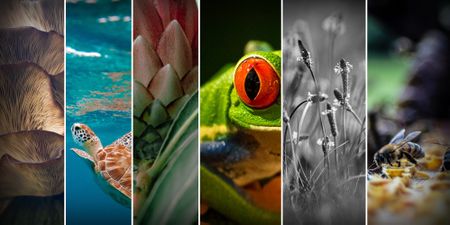 The road to COP15 in Montreal: Nairobi conference fiddles while ecosystems burn
