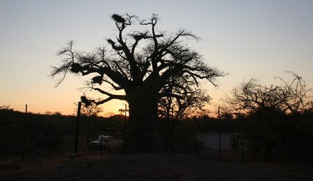Tourist anger over cattle grazing in Mapungubwe national park