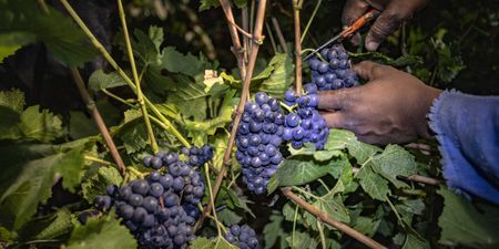 SA farm exports to US rise 19% in Q1, a green sprout amid frosty diplomacy