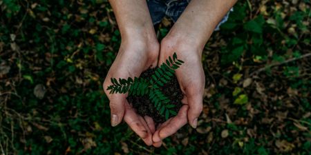 ‘Greenwashing’ alert – African delegates red-flag nature buzzwords at biodiversity summit