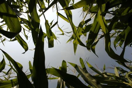 13 January: US crop production goes into over-drive, crashing price outlook