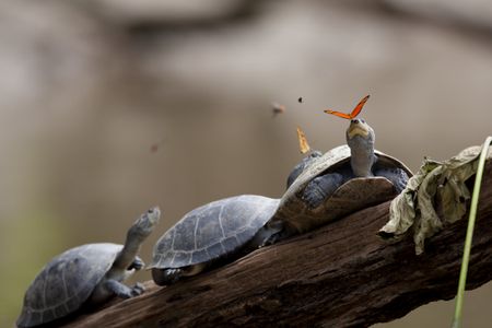 This week we’re listening to: Butterflies sipping turtle tears