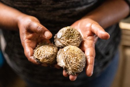 Perlemoen farm provides critical lifeline to West Coast community