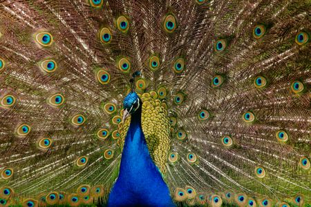 Evolution: how Victorian sexism influenced Darwin’s theories – new research