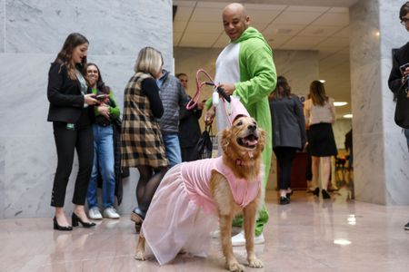 Dogs dress up for 'BiPAWtisan Howloween', and more from around the world