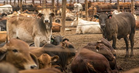 Rethinking food systems: Urgent call for sustainable practices amid climate change crisis