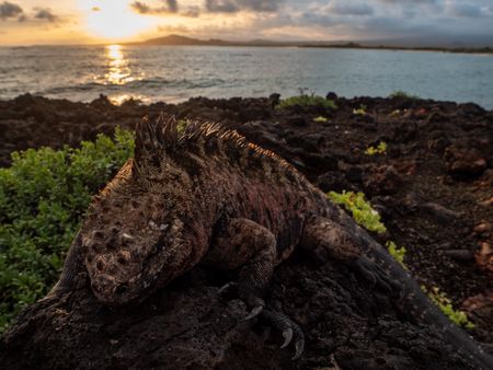 Digital Nomad, Galapagos Edition: Amidst the blue-footed boobies