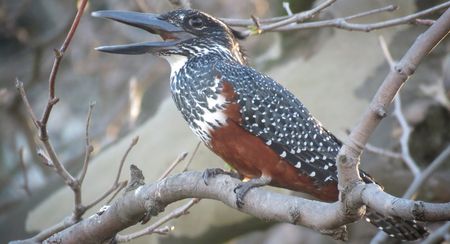 Biodiversity bomb: River Club development in Cape Town poses threat to variety of birdlife and wildlife