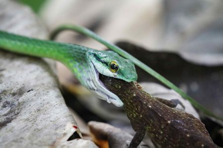 Southern Costa Rica's biodiversity, and more from around the world