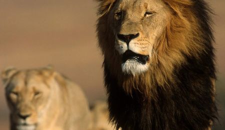 Lion bones and predator farming – picking on the carcass of SA tourism