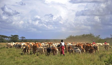 Kenya: Huge cattle invasion overwhelms iconic wildlife reserves