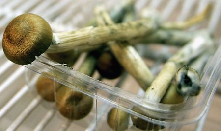 ‘Microdosers’ of LSD and magic mushrooms are wiser and more creative
