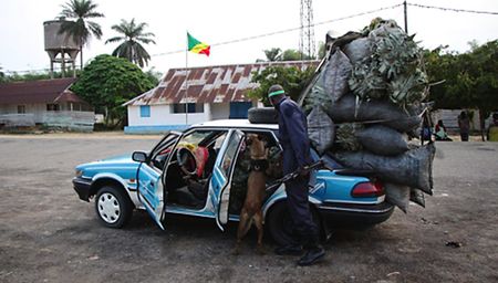 Congo: Sniffing out wildlife crime – and the corruption at its core